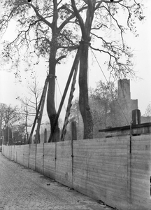 44206 Afbeelding van twee in ver band met de werkzaamheden aan de kademuur gestutte platanen op de Rijnkade te Utrecht.